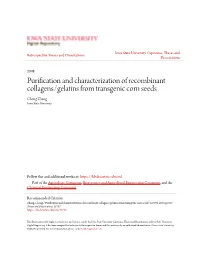Purification and Characterization of Recombinant Collagens/Gelatins from Transgenic Corn Seeds Cheng Zhang Iowa State University