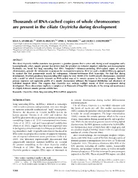 Thousands of RNA-Cached Copies of Whole Chromosomes Are Present in the Ciliate Oxytricha During Development