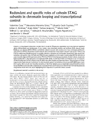 Redundant and Specific Roles of Cohesin STAG Subunits in Chromatin Looping and Transcriptional Control