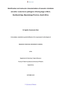 Identification and Molecular Characterization of Zoonotic Rickettsiae