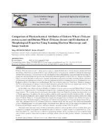 (Triticum Monococcum) and Durum Wheat (Triticum Durum) and Evaluation of Morphological Properties Using Scanning Electron Microscopy and Image Analysis