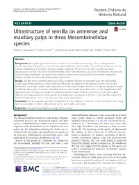 Ultrastructure of Sensilla on Antennae and Maxillary Palps in Three Mesembrinellidae Species