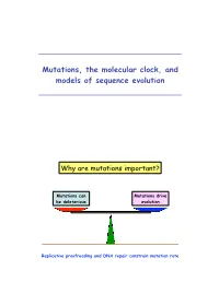 Mutations, the Molecular Clock, and Models of Sequence Evolution