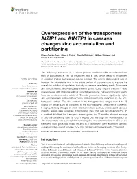 Overexpression of the Transporters Atzip1 and Atmtp1 in Cassava Changes Zinc Accumulation and Partitioning
