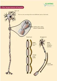 The Importance of Myelin