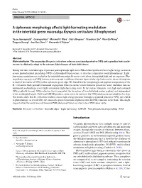 A Siphonous Morphology Affects Light-Harvesting Modulation in The