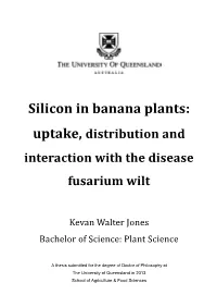 Silicon in Banana Plants: Uptake, Distribution and Interaction with the Disease
