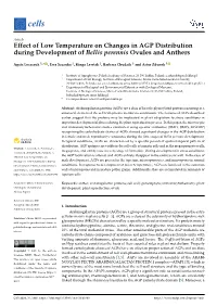 Effect of Low Temperature on Changes in AGP Distribution During Development of Bellis Perennis Ovules and Anthers