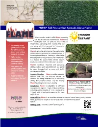 *NEW* Tall Fescue That Spreads Like a Flame DROUGHT TOLERANT