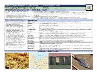 Year 3, Spring: Stone Age to Iron Age History What Should I Already Know?