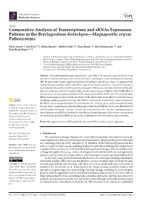 Comparative Analysis of Transcriptome and Srnas Expression Patterns in the Brachypodium Distachyon—Magnaporthe Oryzae Pathosystems