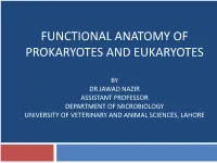 Functional Anatomy of Prokaryotes and Eukaryotes