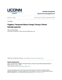 Piggybac Transposon-Based Lineage Tracing to Reveal Ependymogenesis