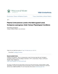 Plasma Corticosterone Levels in the Male Iguanid Lizard, Sceloporus Cyanogenys, Under Various Physiological Conditions