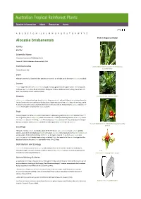 Alocasia Brisbanensis Click on Images to Enlarge