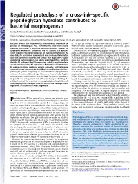 Regulated Proteolysis of a Cross-Link–Specific Peptidoglycan Hydrolase Contributes to Bacterial Morphogenesis