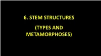 6. Stem Structures (Types and Metamorphoses) 2