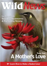 Breeding Mealworms & Harvesting Browse