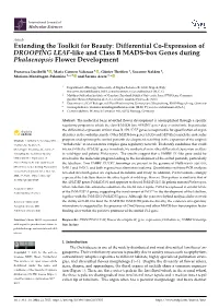Differential Co-Expression of DROOPING LEAF-Like and Class B MADS-Box Genes During Phalaenopsis Flower Development