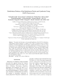 Distribution Patterns of the Radiolarian Nuclei and Symbionts Using DAPI-Fluorescence