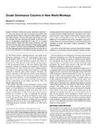 Ocular Dominance Columns in New World Monkeys
