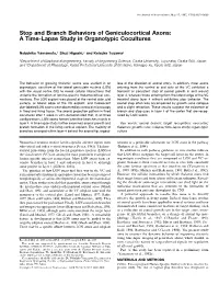 Stop and Branch Behaviors of Geniculocortical Axons: a Time-Lapse Study in Organotypic Cocultures