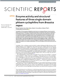 Enzyme Activity and Structural Features of Three Single-Domain Phloem Cyclophilins from Brassica Napus