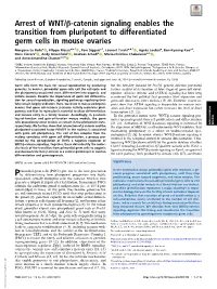 Arrest of WNT/Β-Catenin Signaling Enables the Transition from Pluripotent to Differentiated Germ Cells in Mouse Ovaries