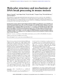 Molecular Structures and Mechanisms of DNA Break Processing in Mouse Meiosis