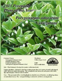 Polygonatum Odoratum ‘Variegatum’