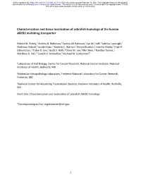 Characterization and Tissue Localization of Zebrafish Homologs of the Human ABCB1 Multidrug Transporter