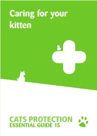 Caring for Your Kitten