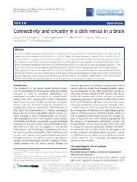 Connectivity and Circuitry in a Dish Versus in a Brain