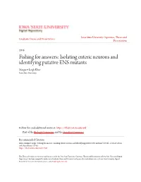 Isolating Enteric Neurons and Identifying Putative ENS Mutants Margaret Leigh Kline Iowa State University