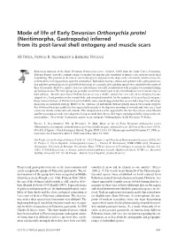 Mode of Life of Early Devonian Orthonychia Protei (Neritimorpha, Gastropoda) Inferred from Its Post-Larval Shell Ontogeny and Muscle Scars