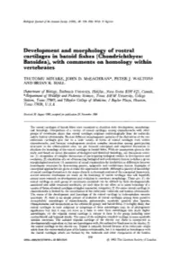 Development and Morphology of Rostral Cartilages in Batoid Fishes (Chondrichthyes: Batoidea), with Comments on Homology Within Vertebrates