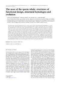 The Nose of the Sperm Whale: Overviews of Functional Design, Structural Homologies and Evolution Stefan Huggenberger1,2, Michel Andre’ 3 and Helmut H