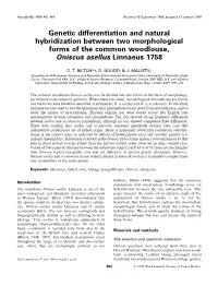 Genetic Differentiation and Natural Hybridization Between Two Morphological Forms of the Common Woodlouse, Oniscus Asellus Linnaeus 1758