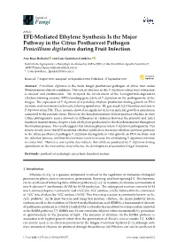 EFE-Mediated Ethylene Synthesis Is the Major Pathway in the Citrus Postharvest Pathogen Penicillium Digitatum During Fruit Infection