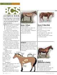 Horses Are Scored Hooks and Pins Are Prominent