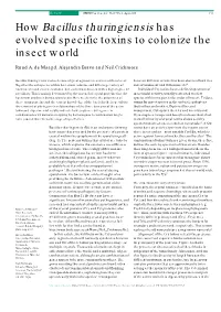 How Bacillus Thuringiensishas