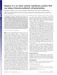 Nesprin 4 Is an Outer Nuclear Membrane Protein That Can Induce Kinesin-Mediated Cell Polarization