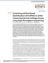 Screening and Functional Identification of Lncrnas in Antler Mesenchymal and Cartilage Tissues Using High-Throughput Sequencing