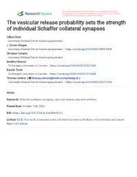 The Vesicular Release Probability Sets the Strength of Individual Schaffer Collateral Synapses