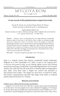 &lt;I&gt;Gliocephalotrichum Simplex&lt;/I&gt;