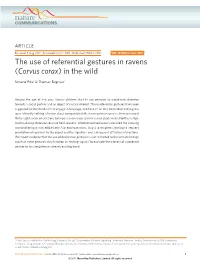 The Use of Referential Gestures in Ravens (Corvus Corax) in the Wild