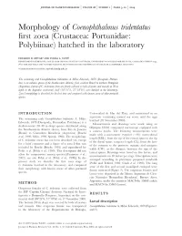 Morphology of First Zoea (Crustacea: Portunidae: Polybiinae) Hatched In