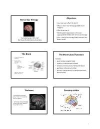 The Brain Sensory Cortex