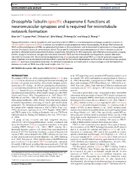 Drosophila Tubulin-Specific Chaperone E Functions At