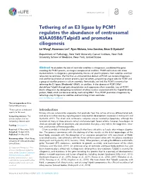 Tethering of an E3 Ligase by PCM1 Regulates the Abundance Of